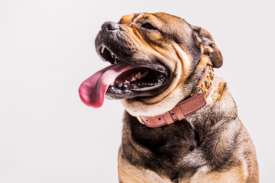 big dog with his tongue out